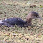 Naca pico grueso / Pied billed Grebe