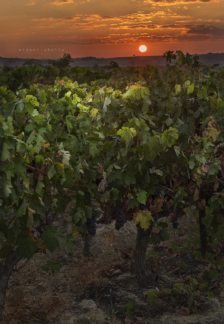 Nace un nuevo vino