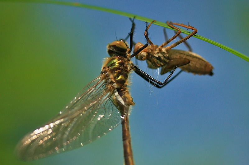 Nach Abschluss der Metamorphose