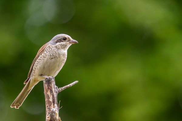 Nach anfänglicher Zurückhaltung...
