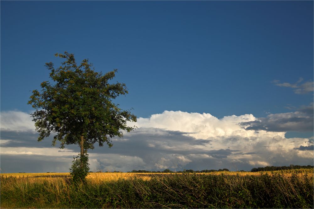 Nach dem Abendgewitter