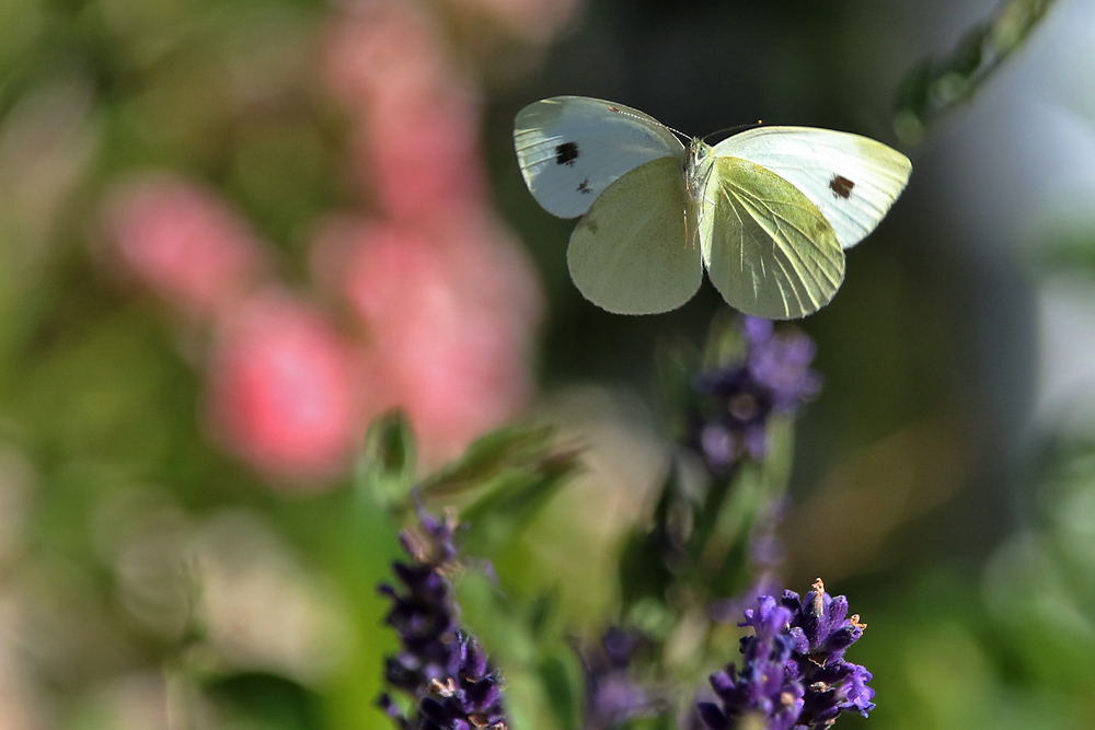 nach dem Abheben von der Blüte