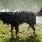 Nach dem Baden gut schütteln