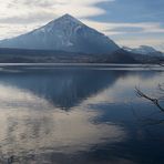 nach dem Baumschnitt