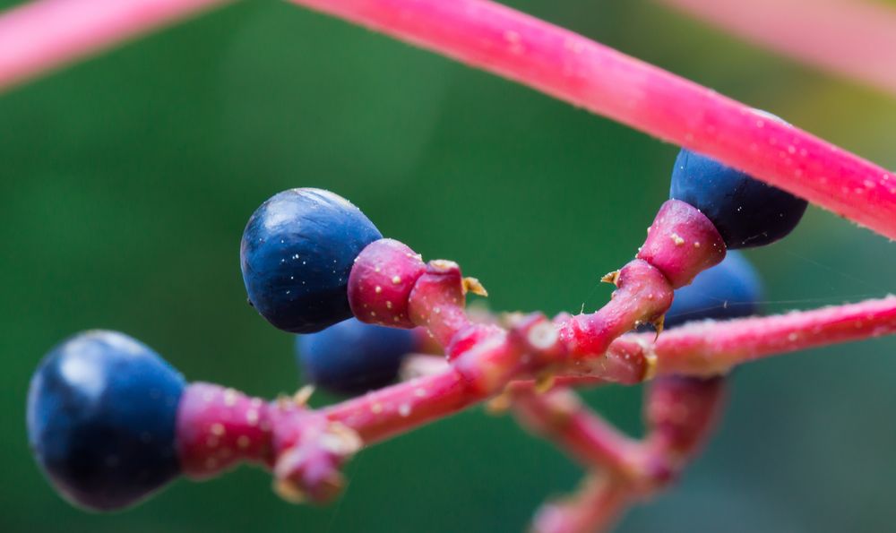 nach dem Blattfall - wilder Wein