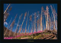 Nach dem Brand im Yellowstone