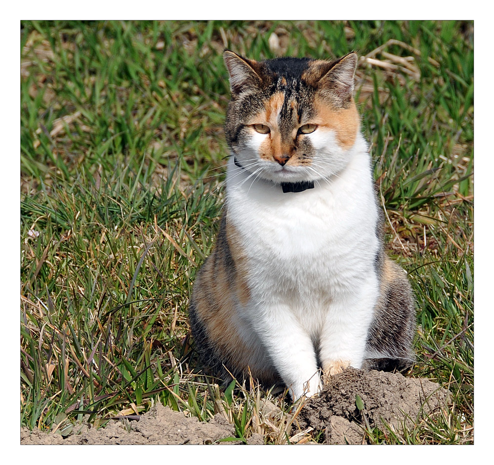 ...nach dem "büchsen"winter wieder mäuse fangen - wie ...