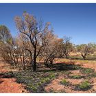 Nach dem Bushfire