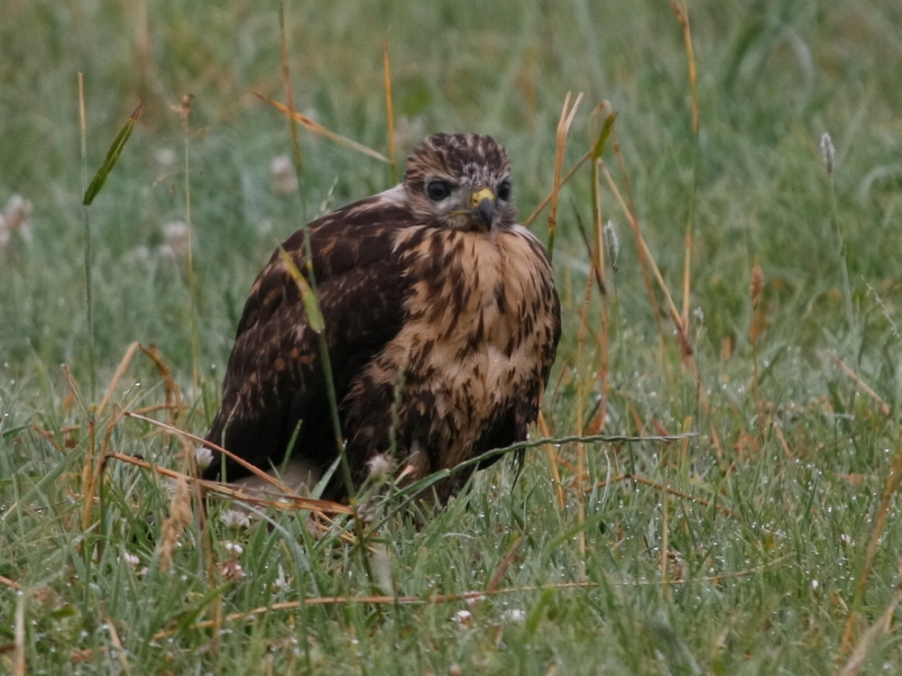 Nach dem Bussard-Jungen