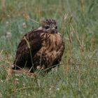 Nach dem Bussard-Jungen