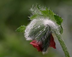 Nach dem Dauerregen -