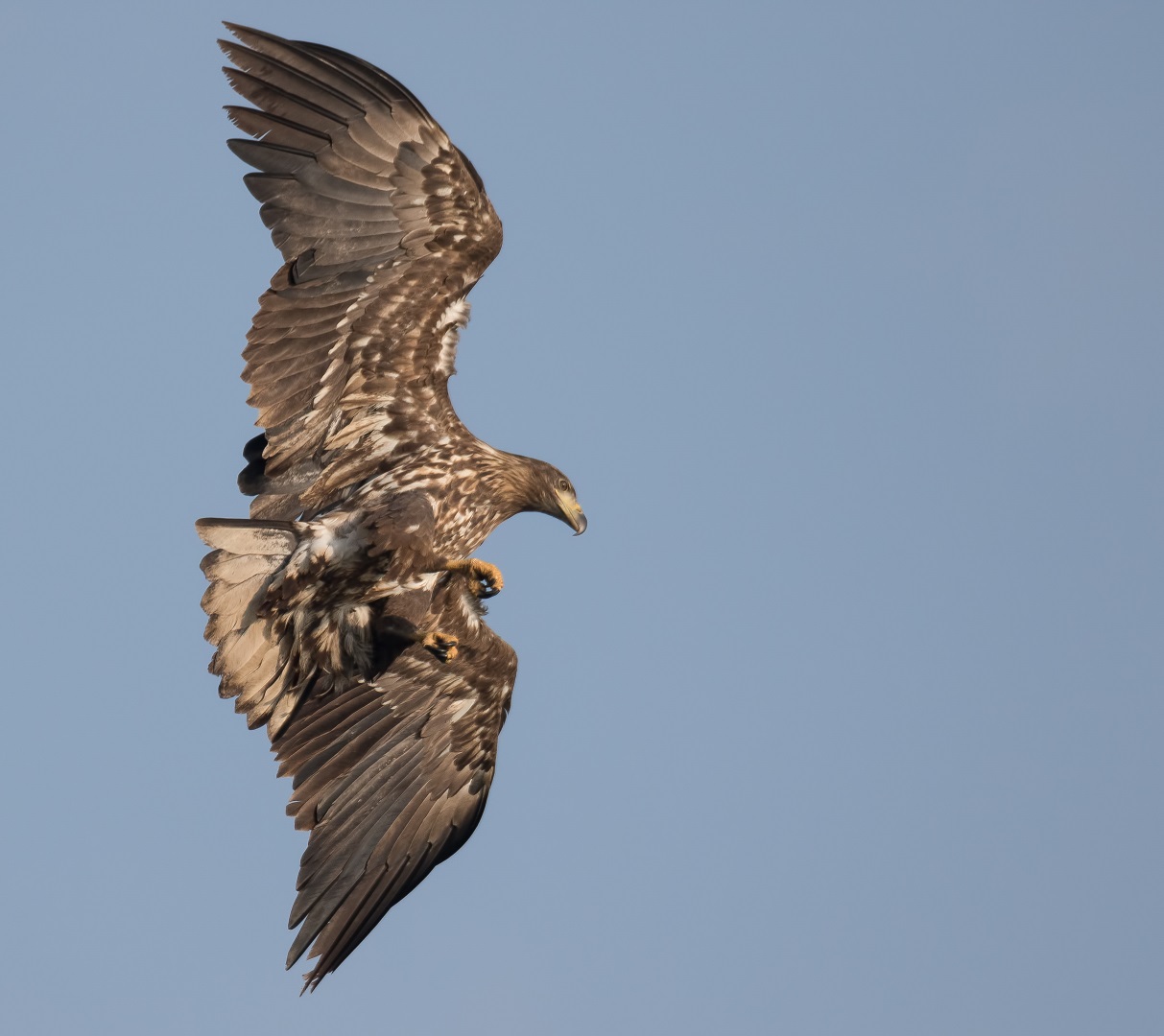 Nach dem der Seeadler ...