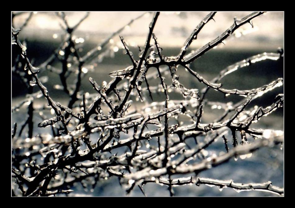 nach dem Eisregen von Otmar Sonntag