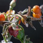 nach dem Eisregen