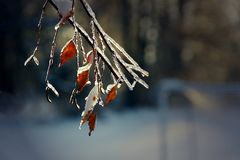 Nach dem Eisregen ..