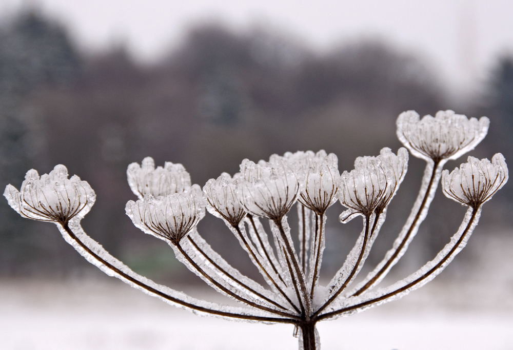 Nach dem Eisregen II