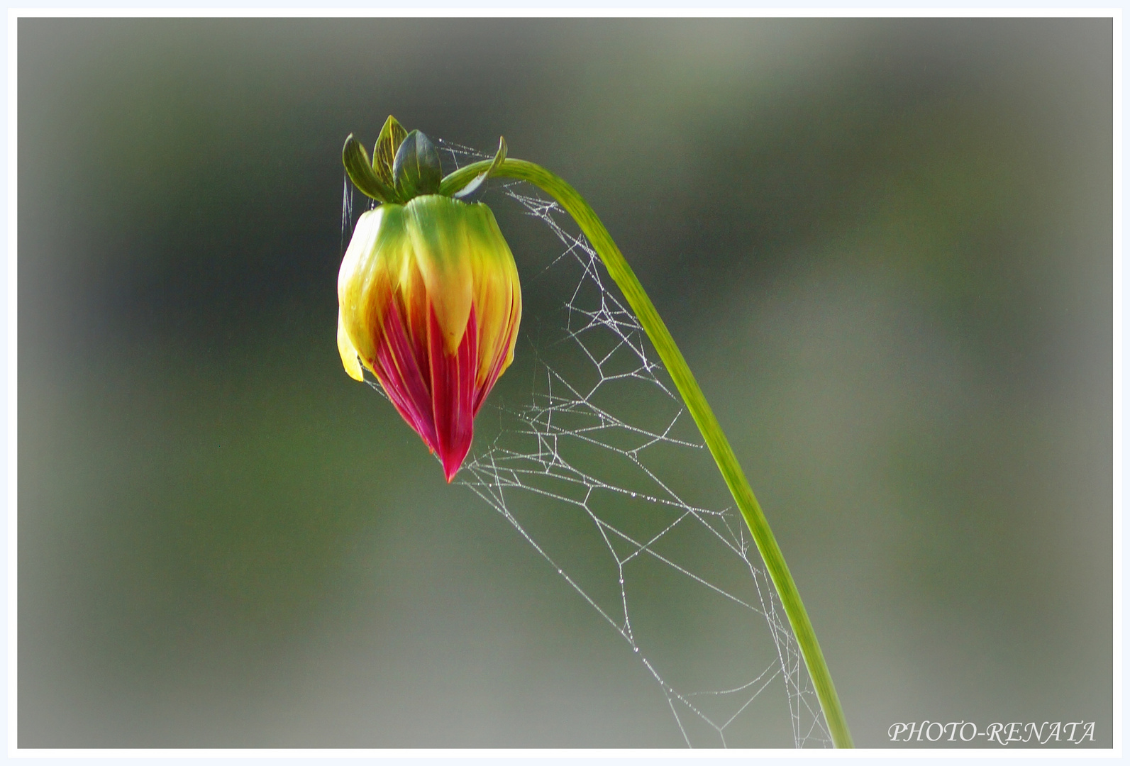 nach dem erstem frost