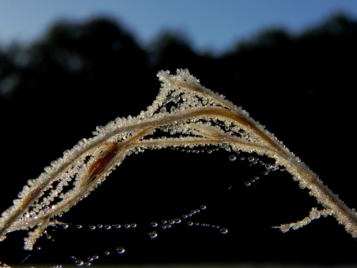 nach dem ersten Frost