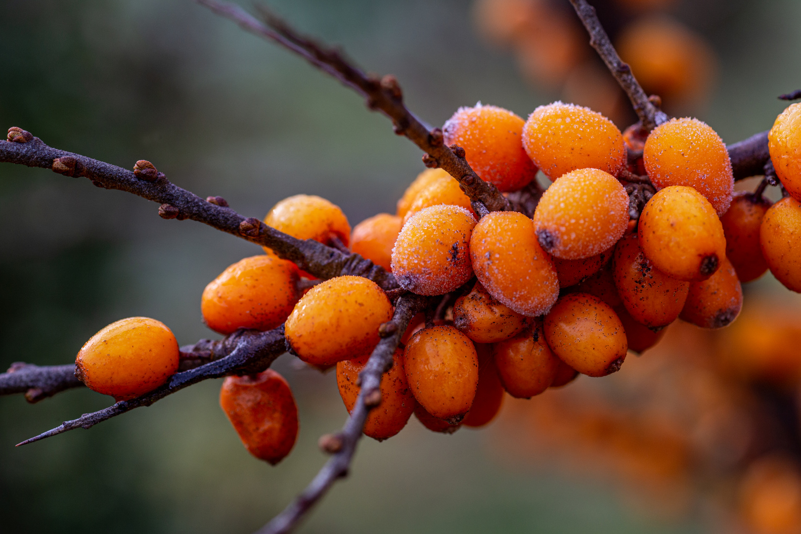 Nach dem ersten Frost