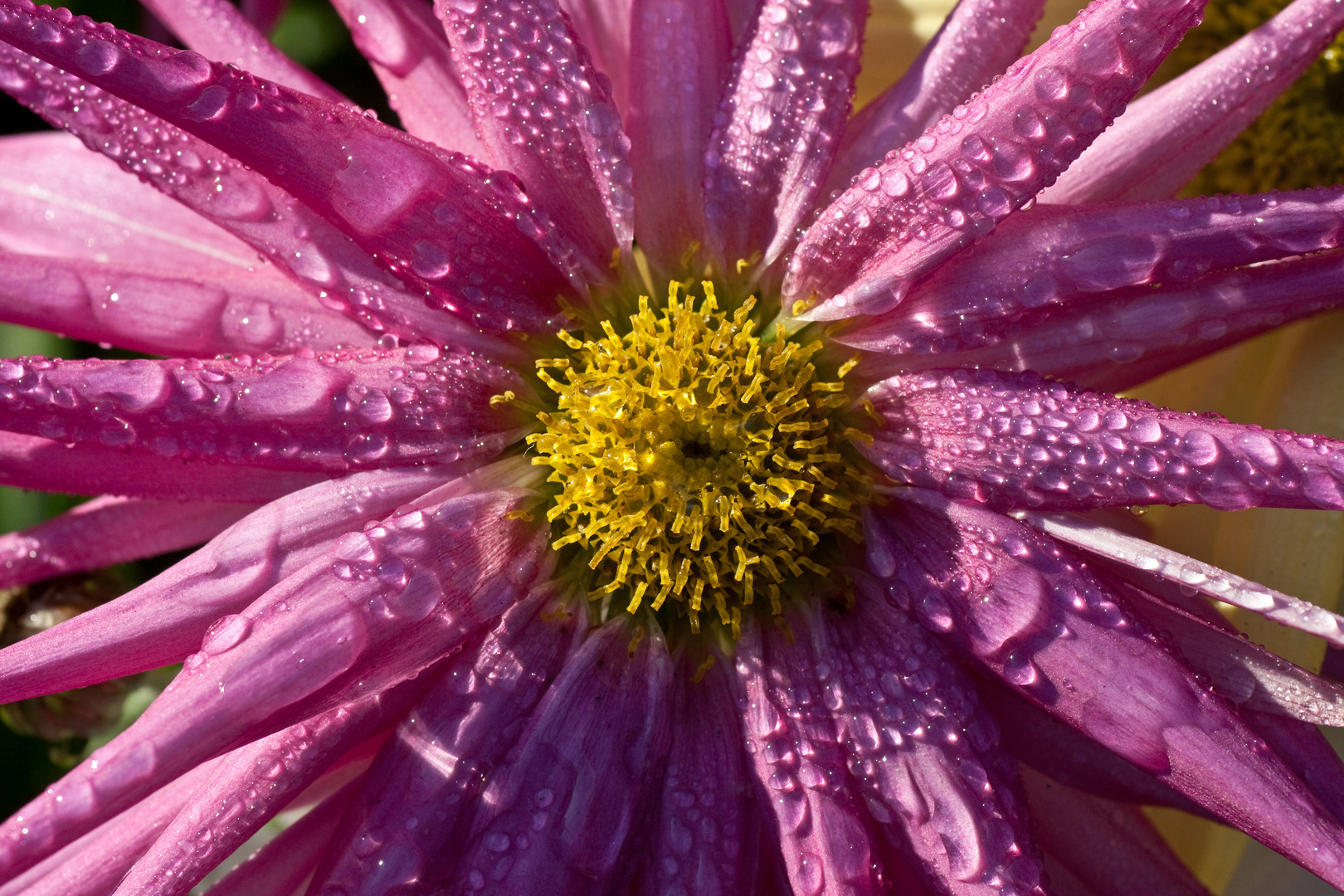 Nach dem ersten Frost