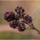 nach dem ersten Frost