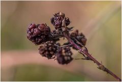 nach dem ersten Frost