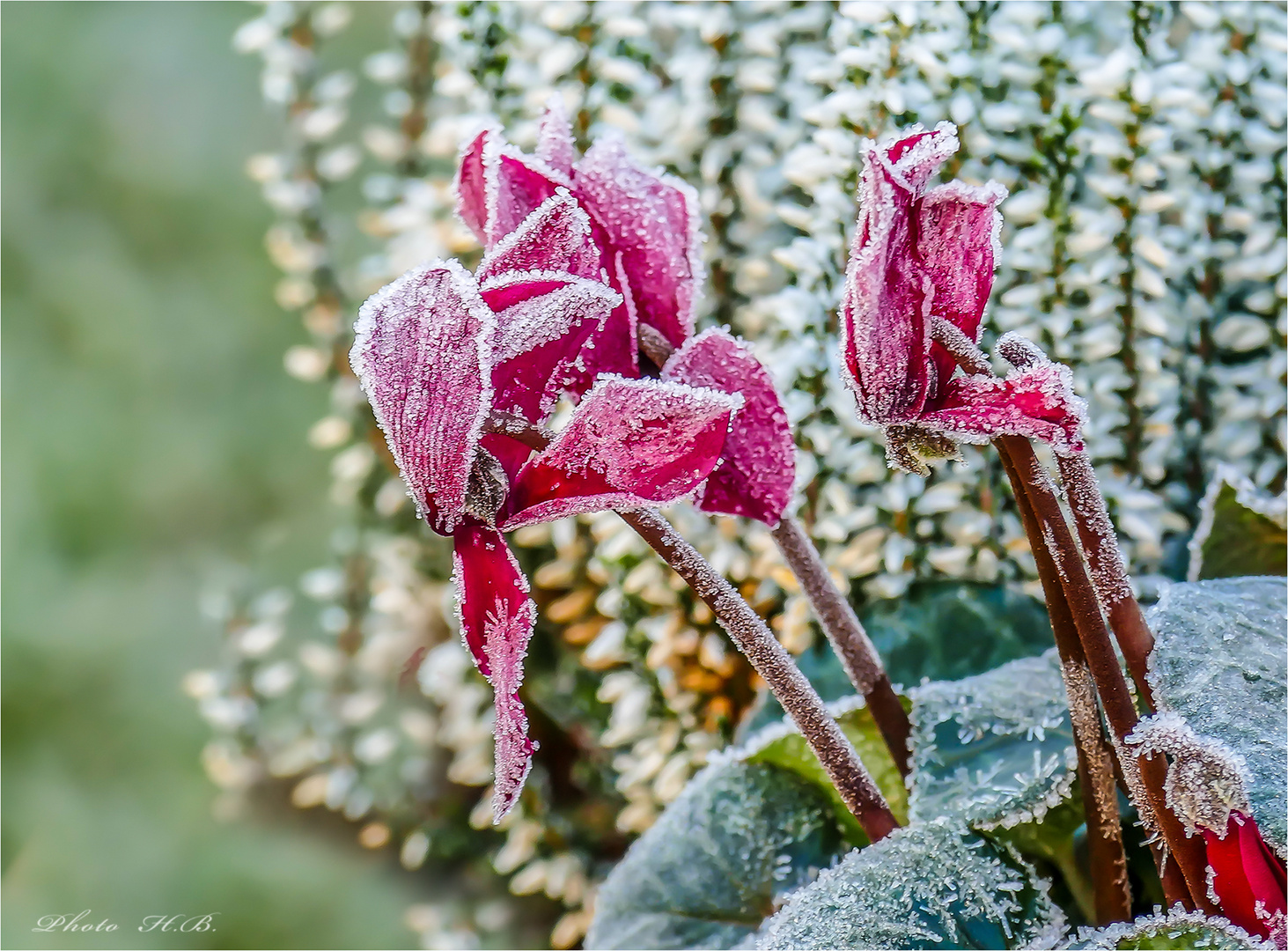 Nach dem ersten Frost