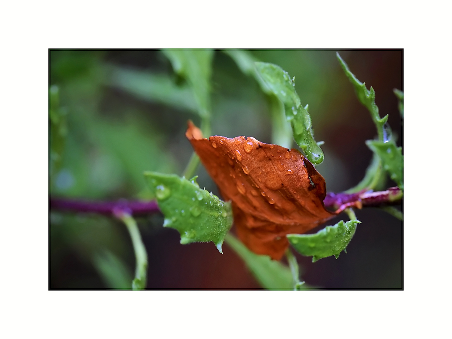 nach dem ersten Herbststurm 