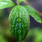 nach dem ersten Regen