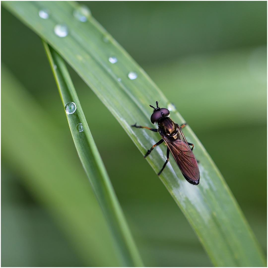 nach dem ersten Regen ... (III)