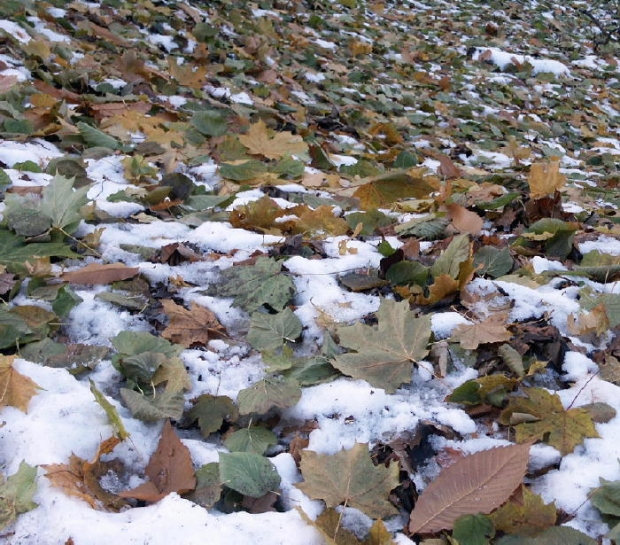 Nach dem ersten Schnee