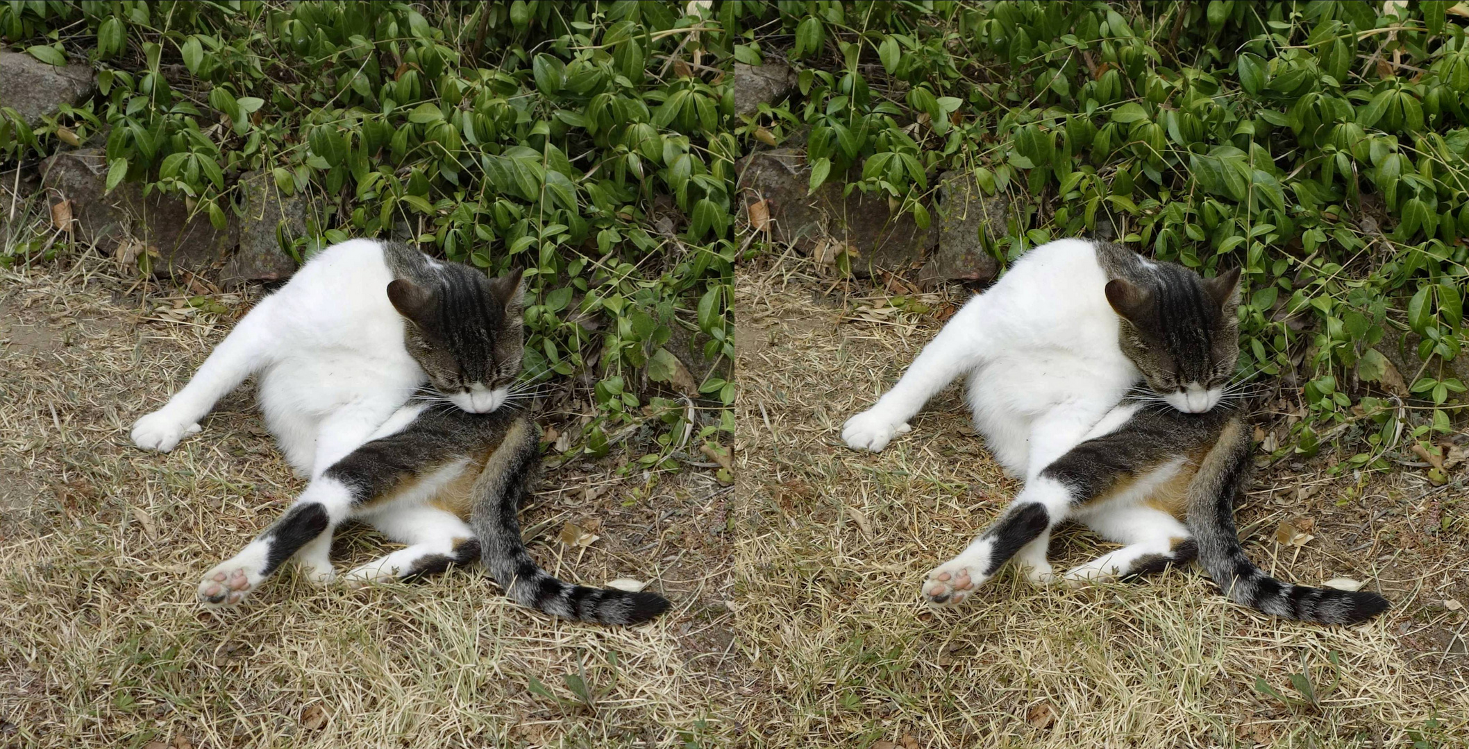 nach dem Essen putzen nicht vergessen ! (3D  X-view Kreuzblick stereo)