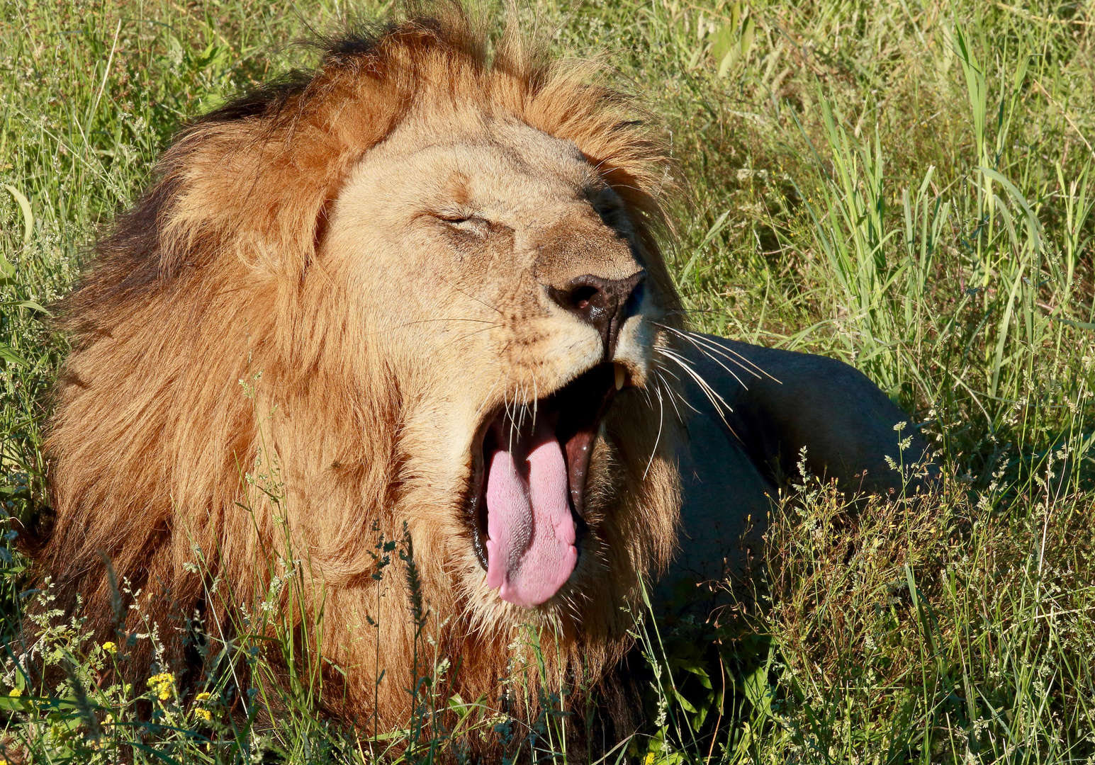 Nach dem Essen sollst Du ruhen..... Foto & Bild | animals, wildlife ...