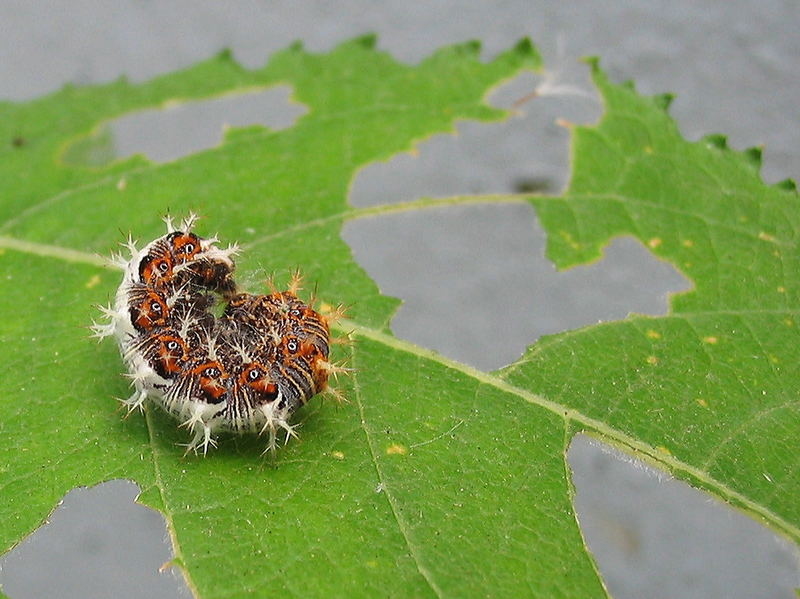 Nach dem Essen sollst du ruhen oder.... Foto & Bild tiere, wildlife, insekten Bilder auf