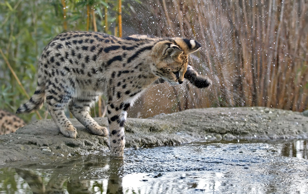 Nach dem Essen....Hände waschen nicht vergessen.