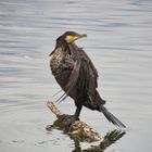 Nach dem Fischen erstmal Federn trocknen