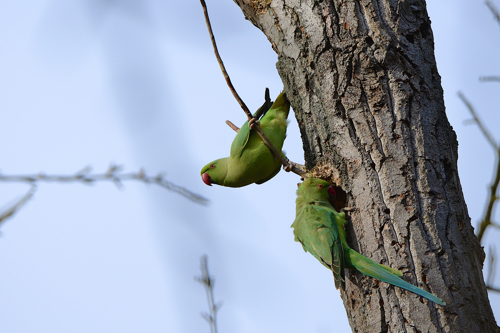 Nach dem Flug habe ich Hunger!...vorletztes Bild der Wilden...