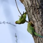 Nach dem Flug habe ich Hunger!...vorletztes Bild der Wilden...