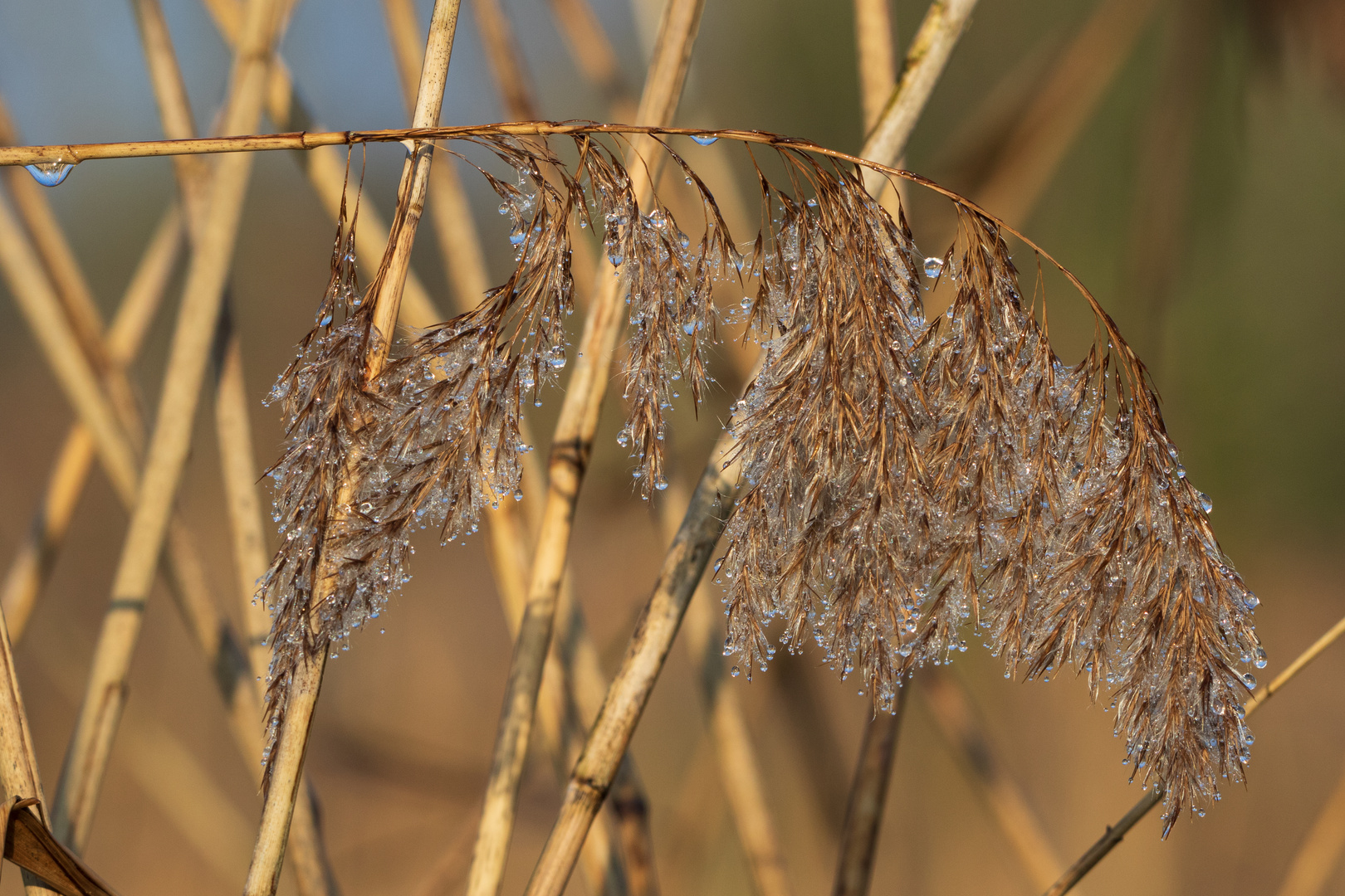 Nach dem Frost