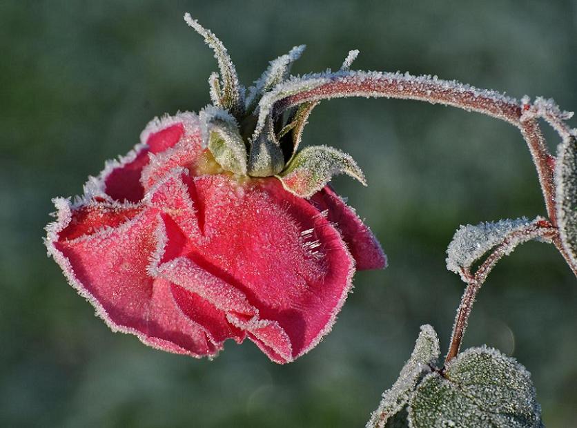 nach dem Frost