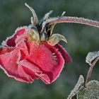 nach dem Frost