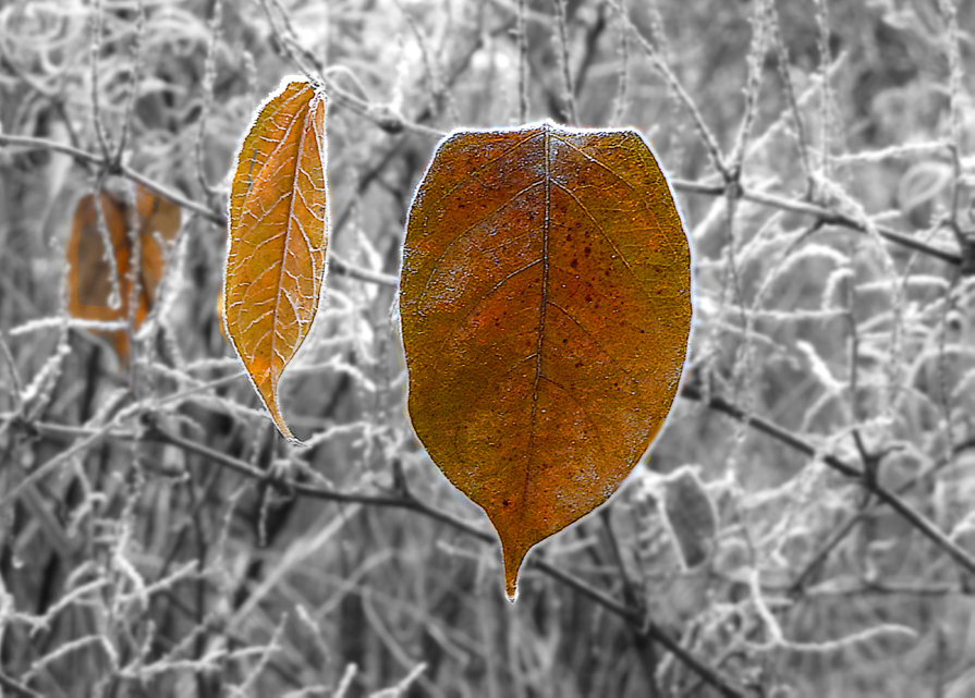 Nach dem Frost