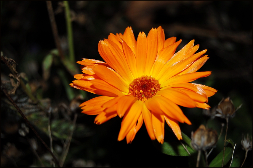 nach dem Frost