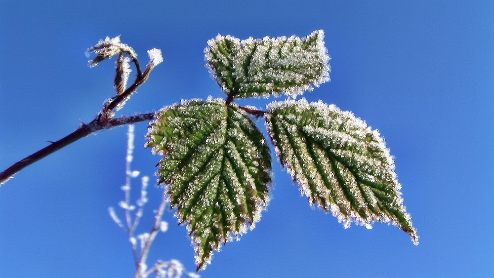 " Nach dem Frost kein unbeschriebenes Blatt mehr ! "