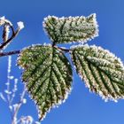 " Nach dem Frost kein unbeschriebenes Blatt mehr ! "