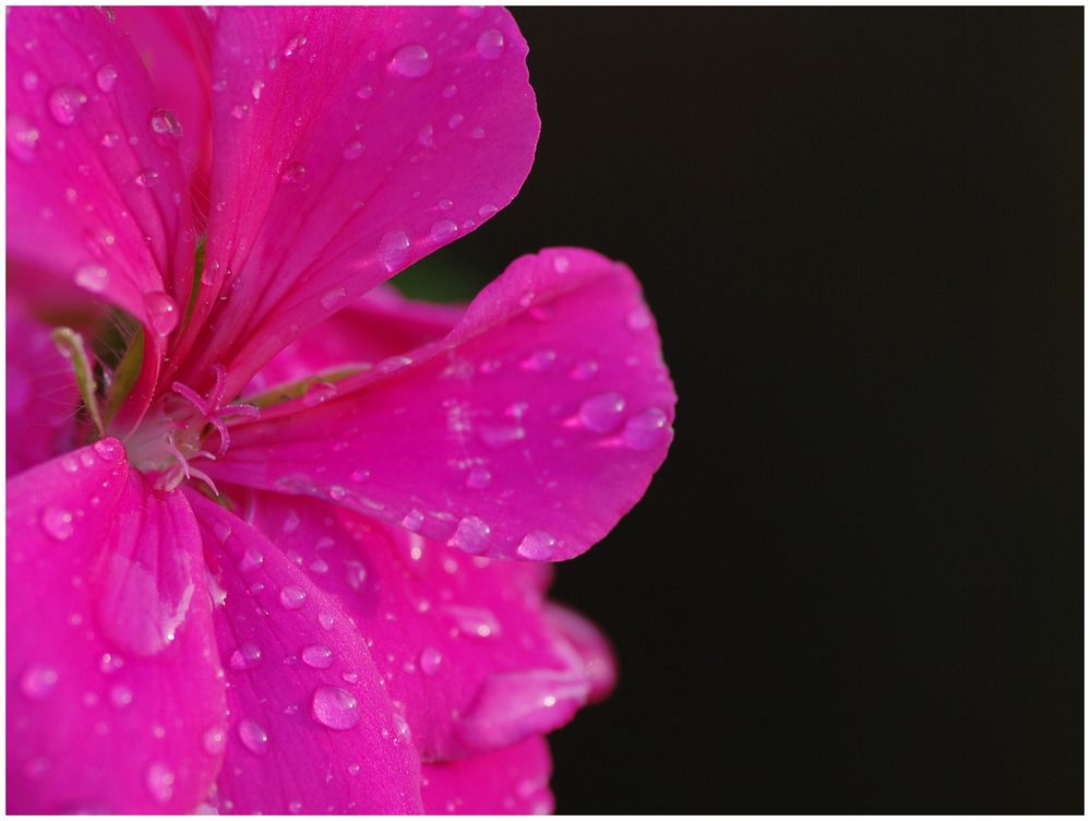 Nach dem Frühlingsgewitter