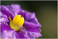 Nach dem Frühlingsgewitter II