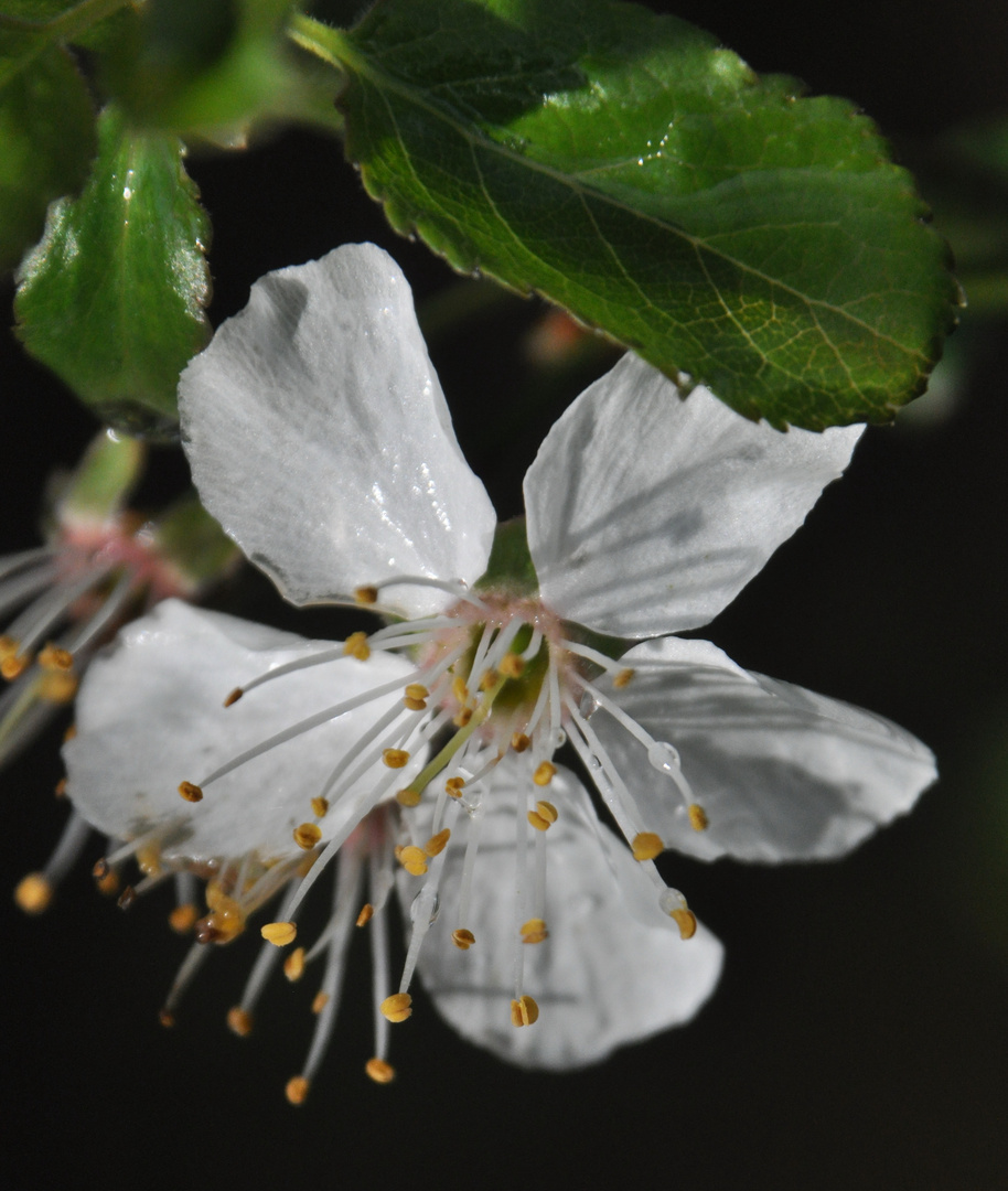 Nach dem Frühlingsschauer