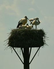 Nach dem Futtern muß man sich als Storchenjunges strecken und sich anschließend entleeren.