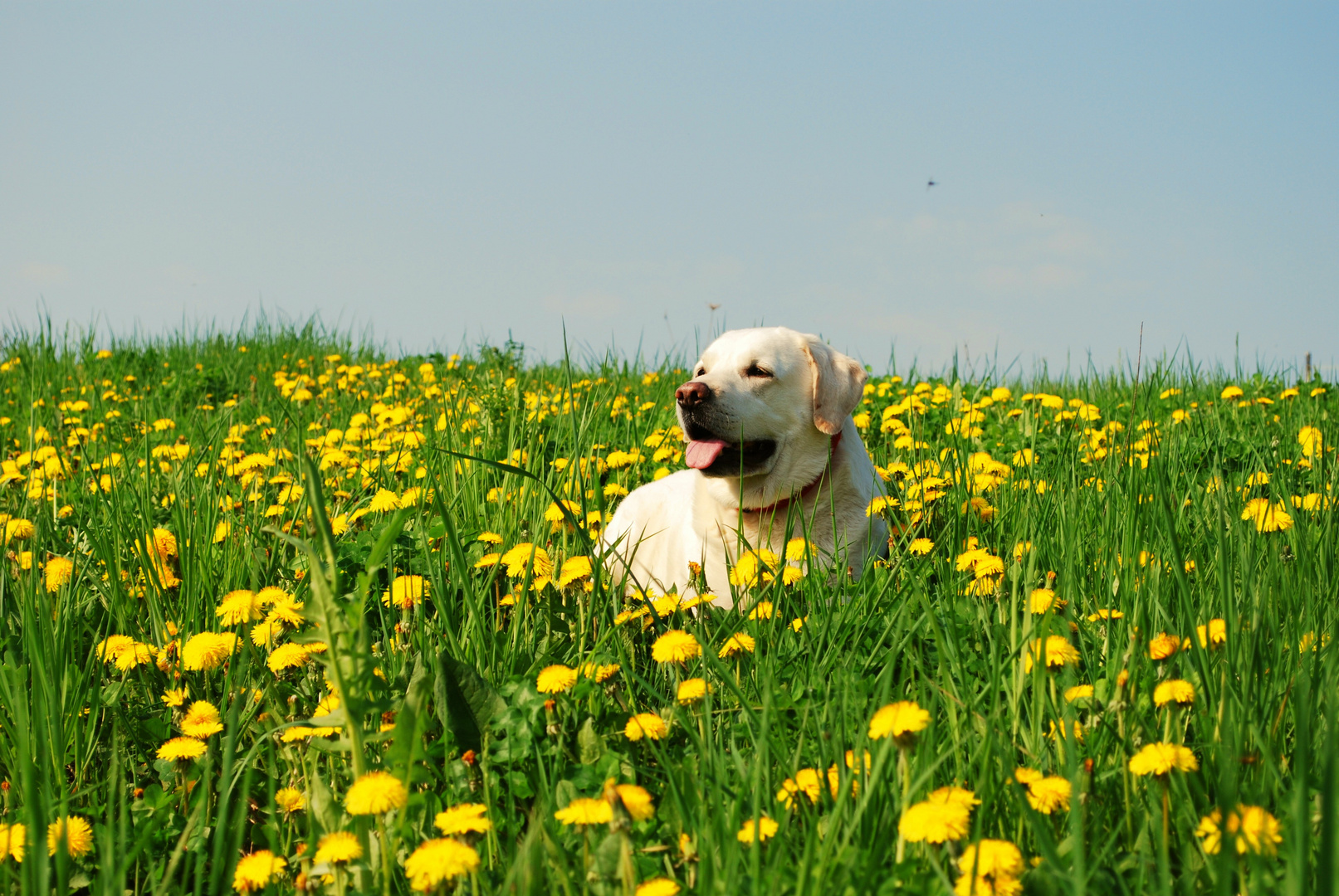 Nach dem Gassi gehen war dann auch mein Hund gelb ;0) Foto &amp; Bild